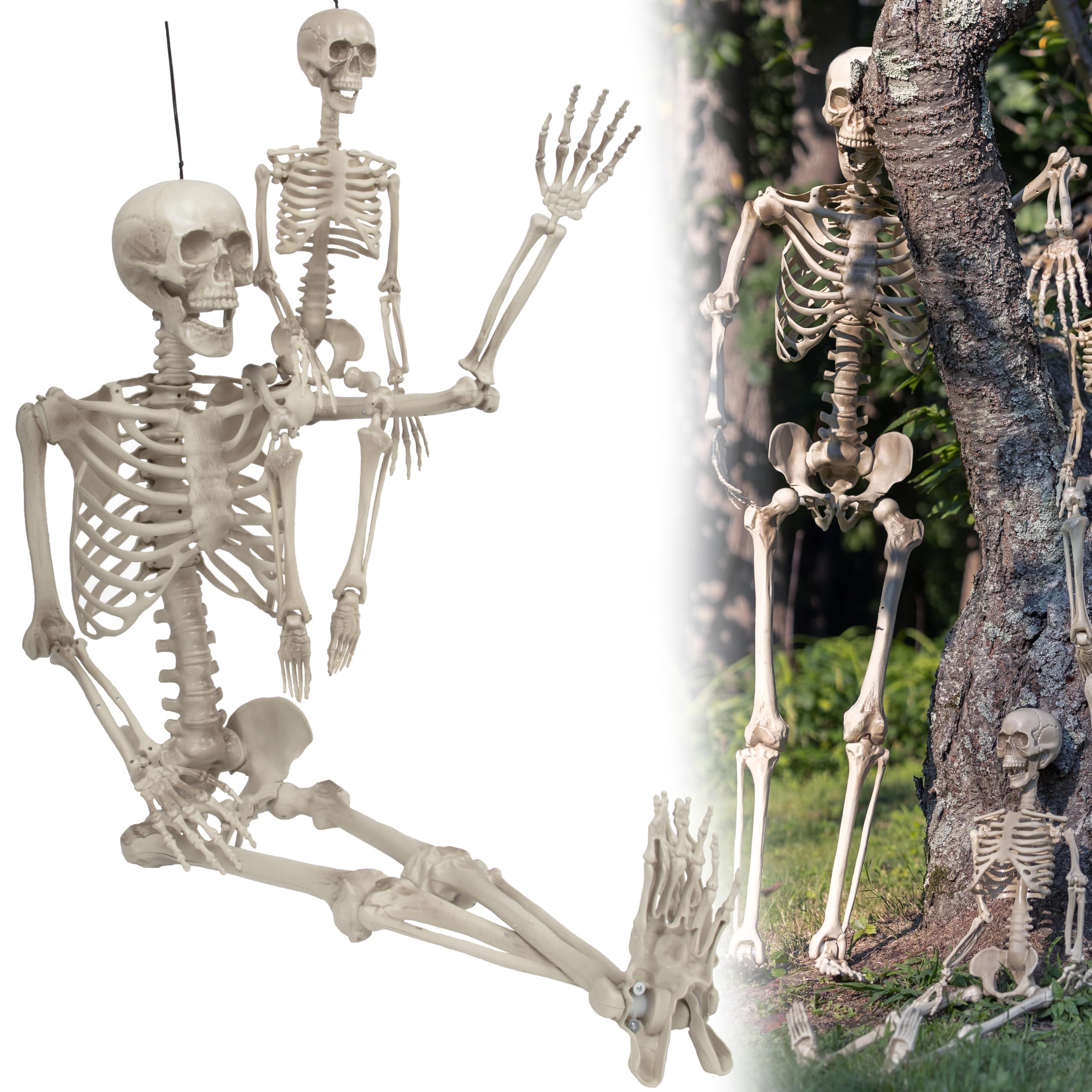 SCS Direct adult next to child skeleton showing scale differences for teaching