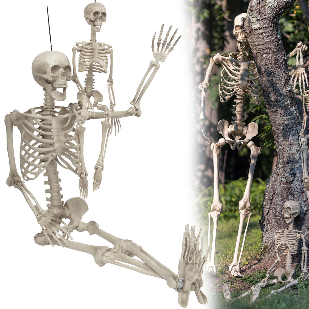 SCS Direct adult next to child skeleton showing scale differences for teaching