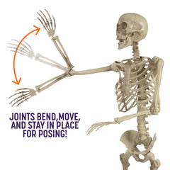 SCS Direct child skeleton seated on bench adding scale and storytelling