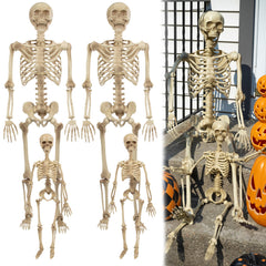 SCS Direct front view of full skeleton family showing setup and visual impact