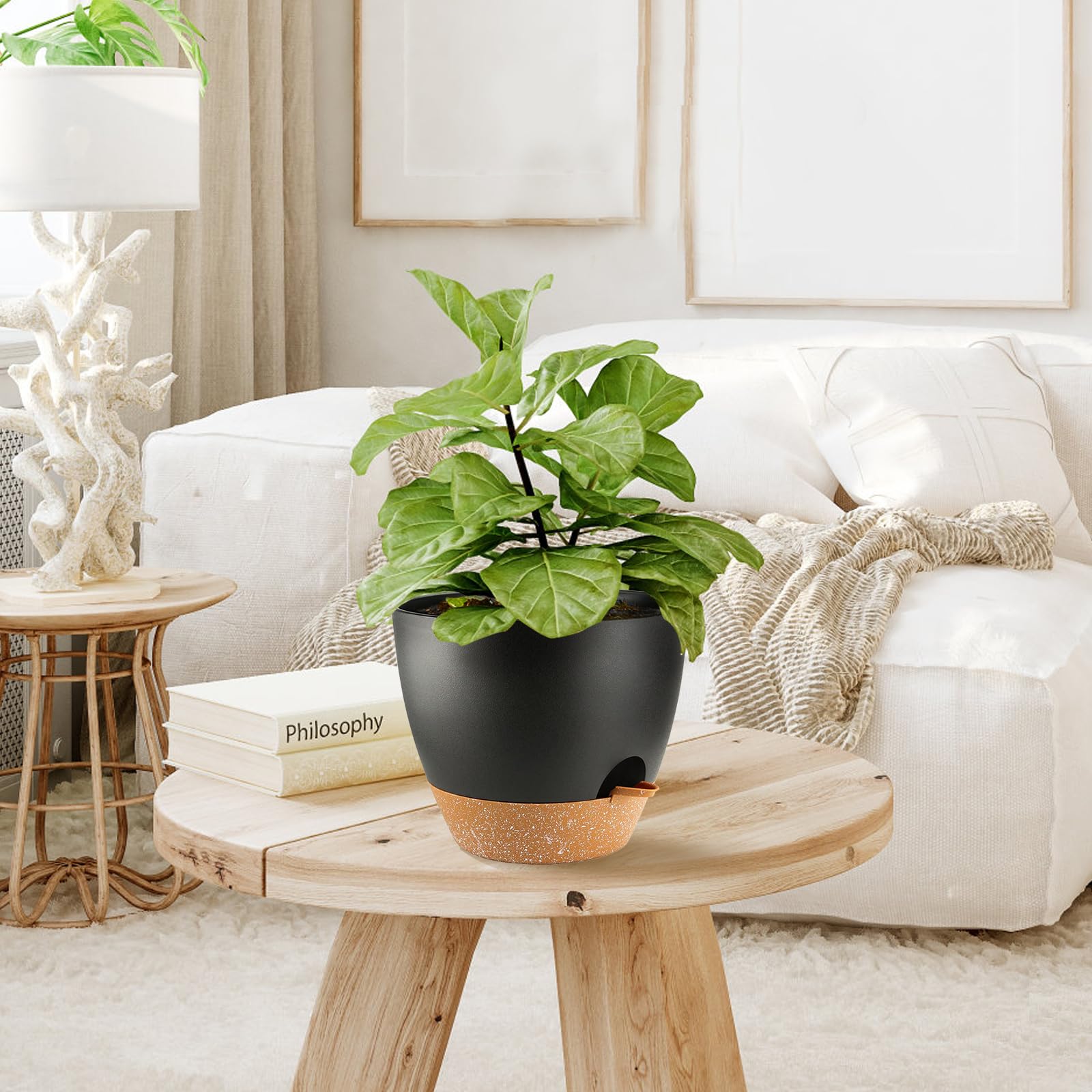 SE SUN-E potted succulent in planter demonstrating low-maintenance watering benefit in use