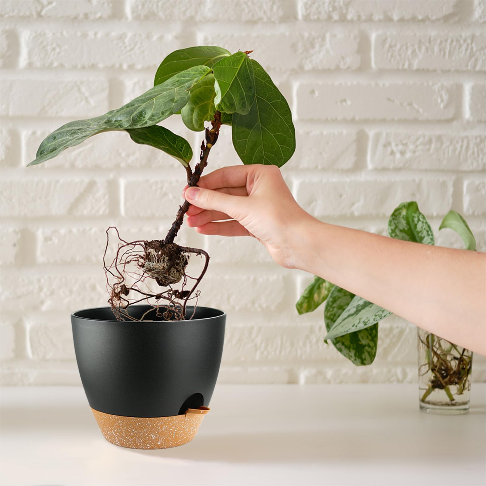 SE SUN-E size comparison on table with ruler showing scale benefit for choosing right plant
