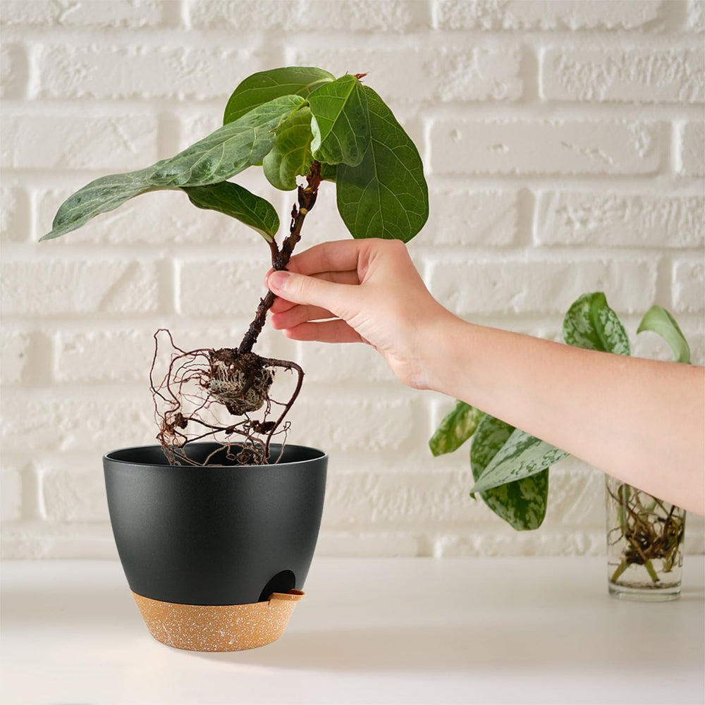 SE SUN-E size comparison on table with ruler showing scale benefit for choosing right plant