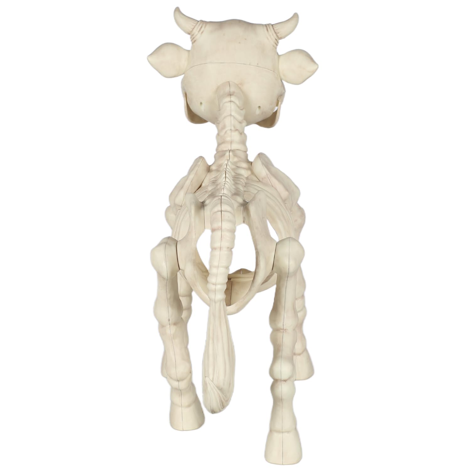 Seasons skeleton cow closeup of skull highlighting textured sculpting for eerie realism