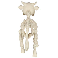 Seasons skeleton cow closeup of skull highlighting textured sculpting for eerie realism