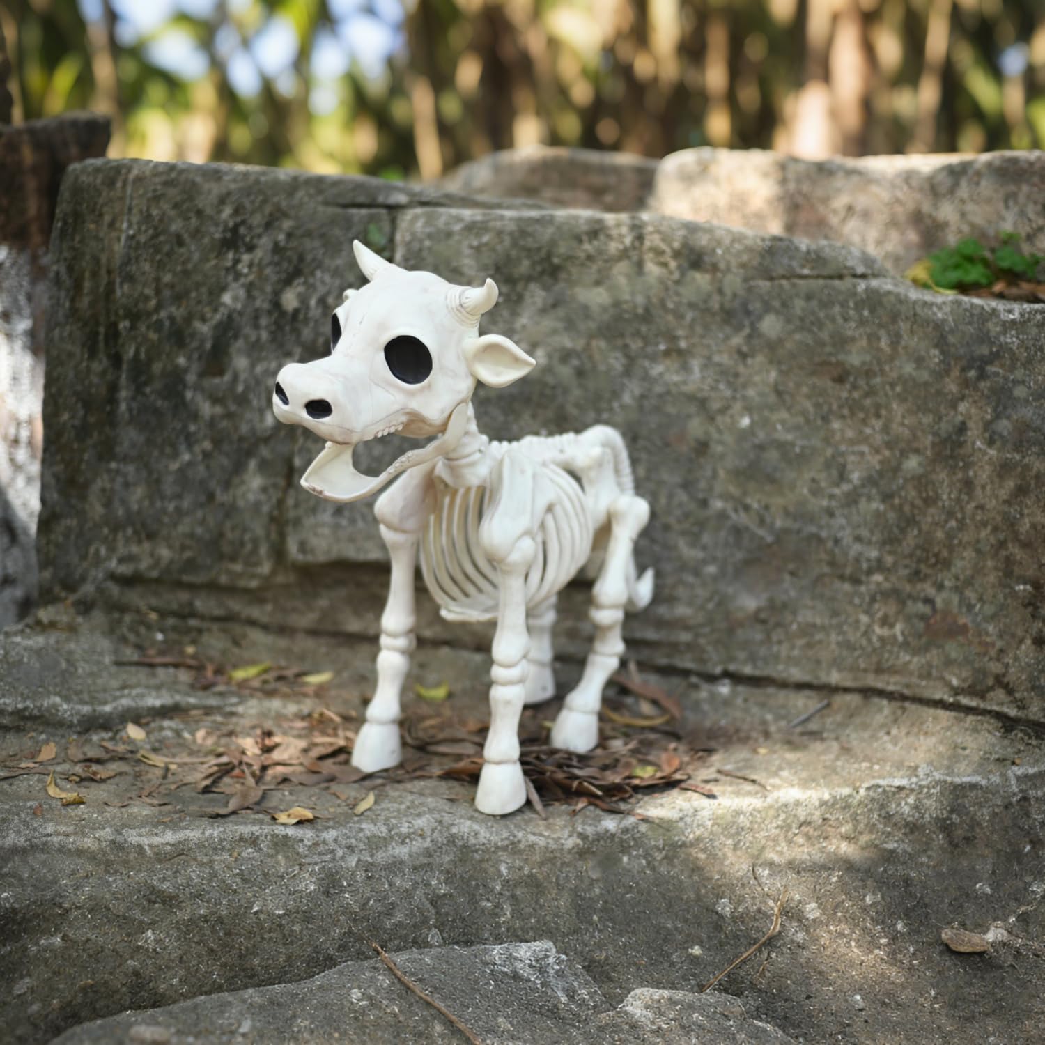 Seasons skeleton cow full display scale beside props to show size and staging options
