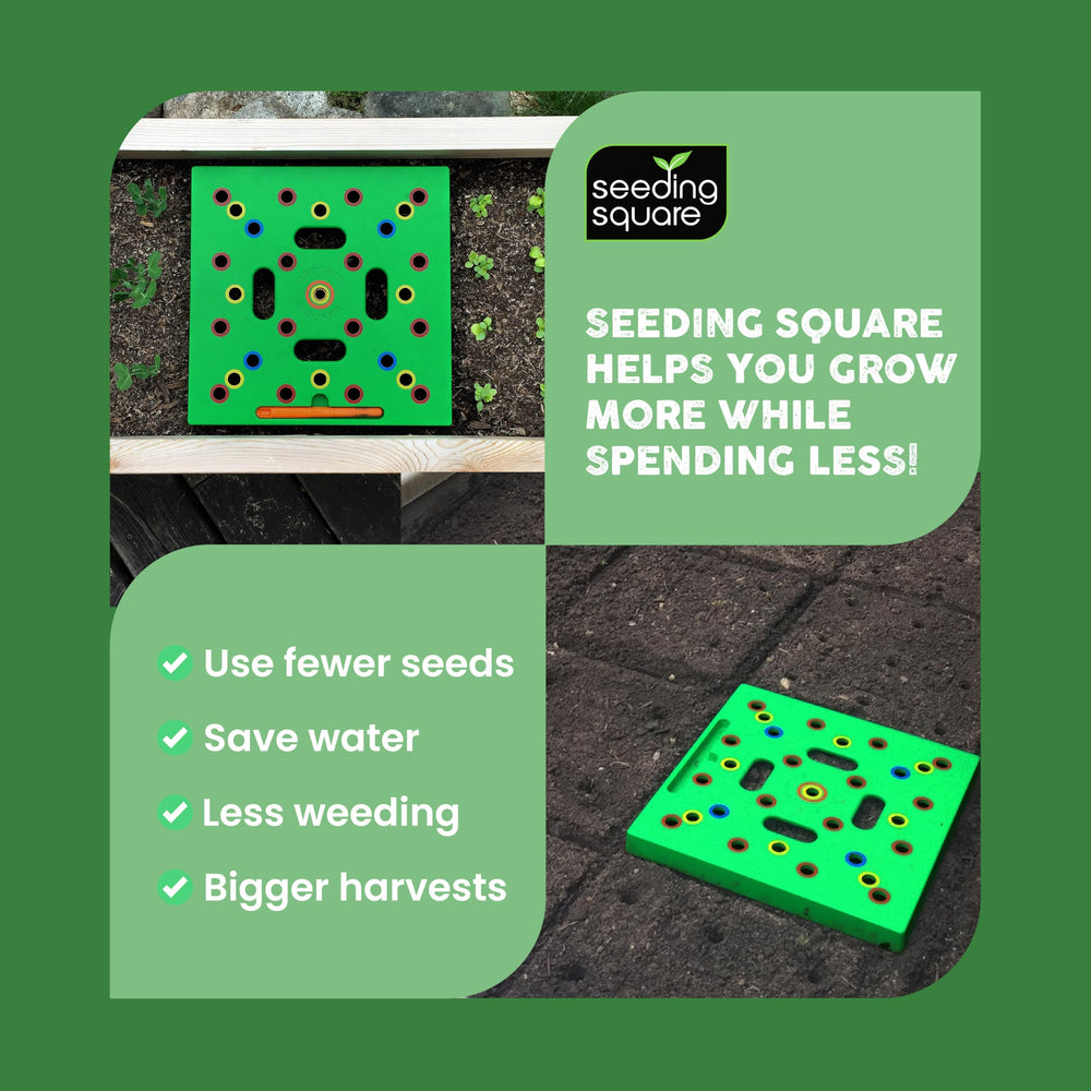 Seeding Square with seedlings inserted to illustrate neat transplant spacing