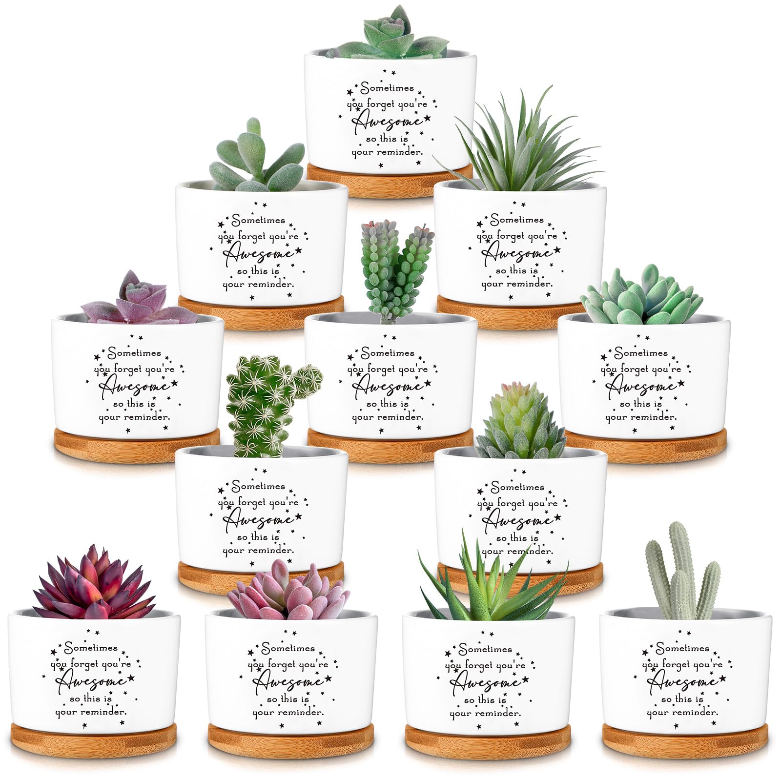 SEEWEY front packaging showing 12 inspirational succulent pots and trays for easy gifting