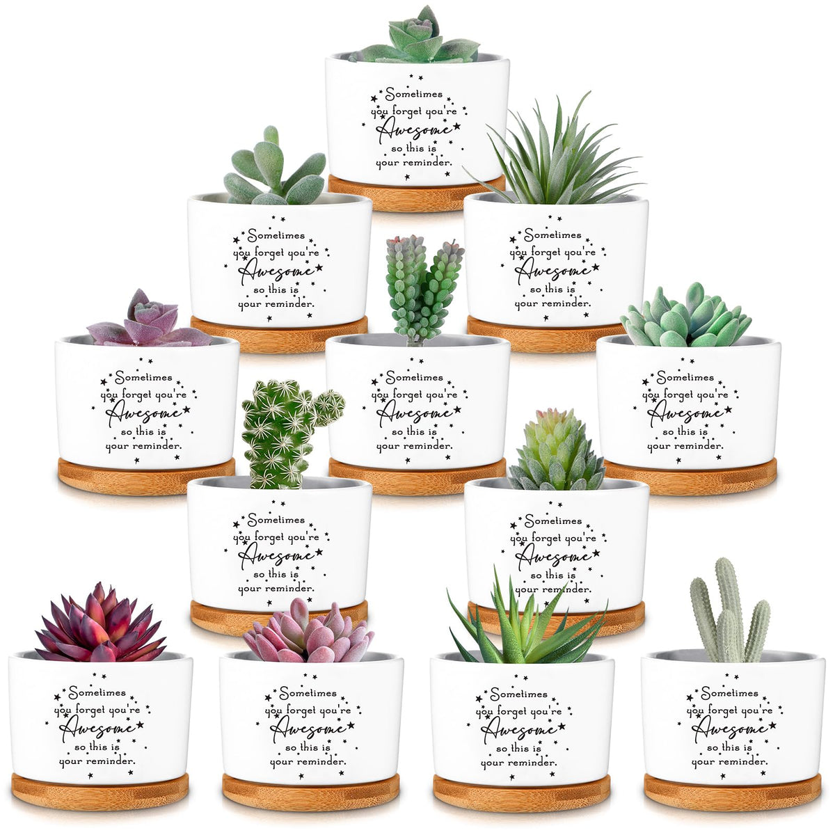 SEEWEY front packaging showing 12 inspirational succulent pots and trays for easy gifting