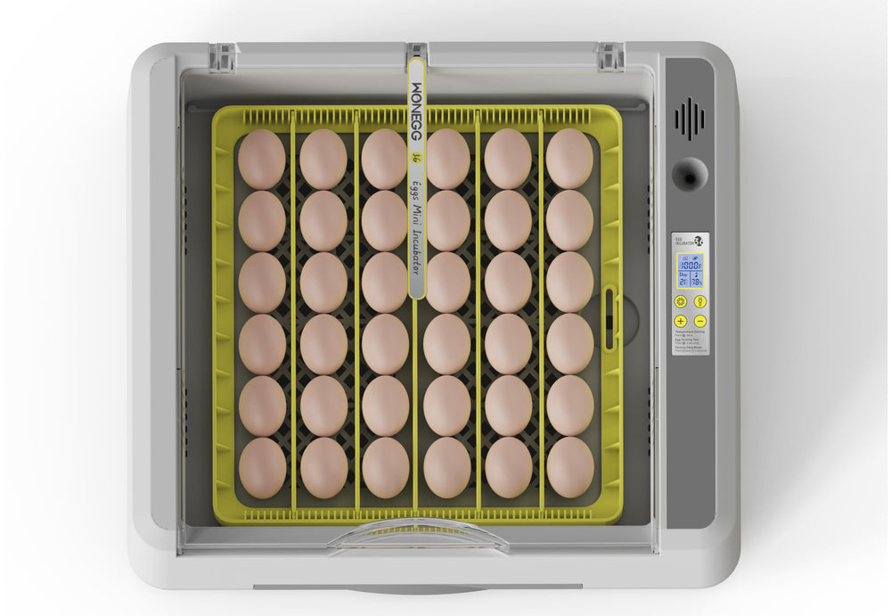 SENXINGYAN size comparison next to eggs showing compact footprint
