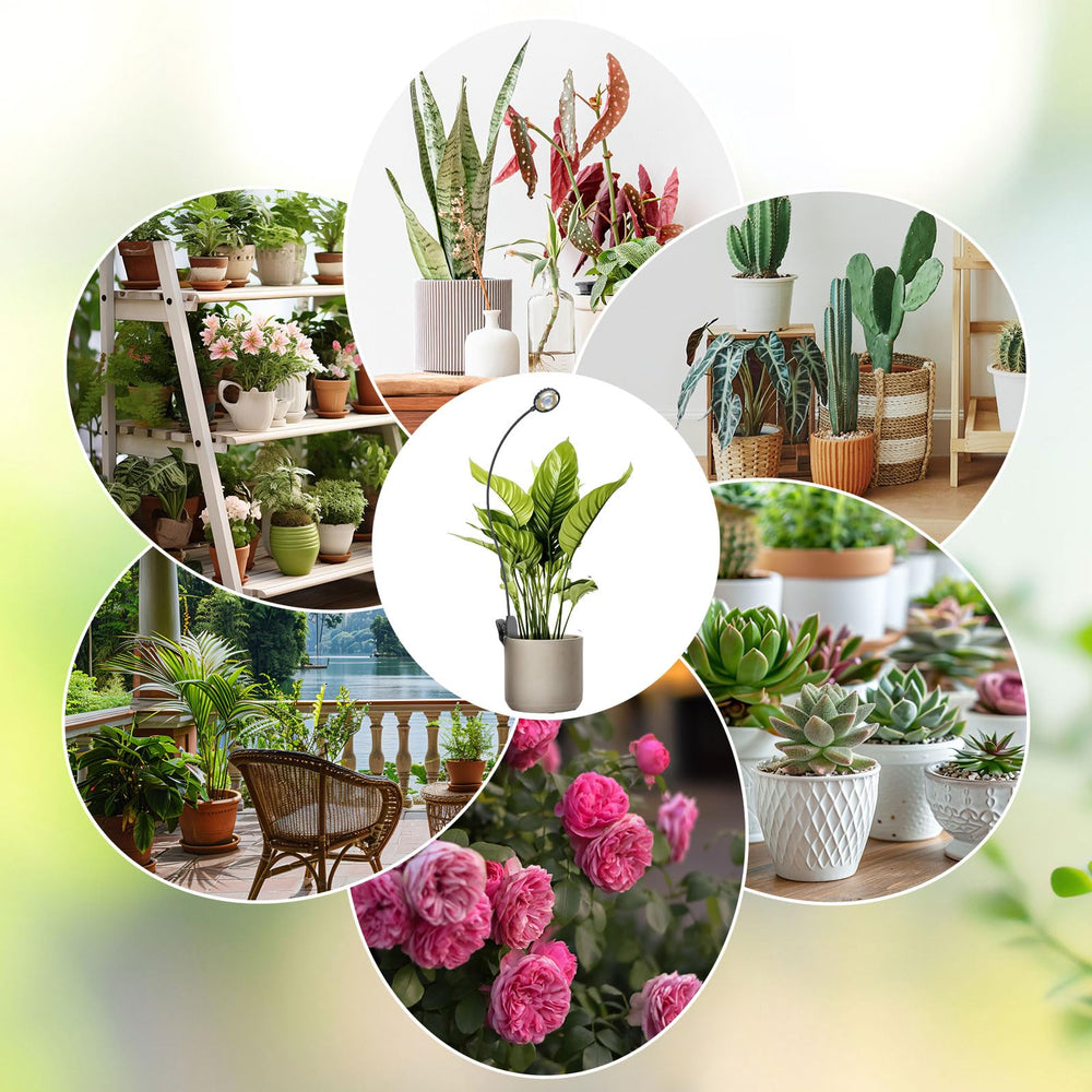 SGLEDs in use on indoor shelf showing improved plant light benefit