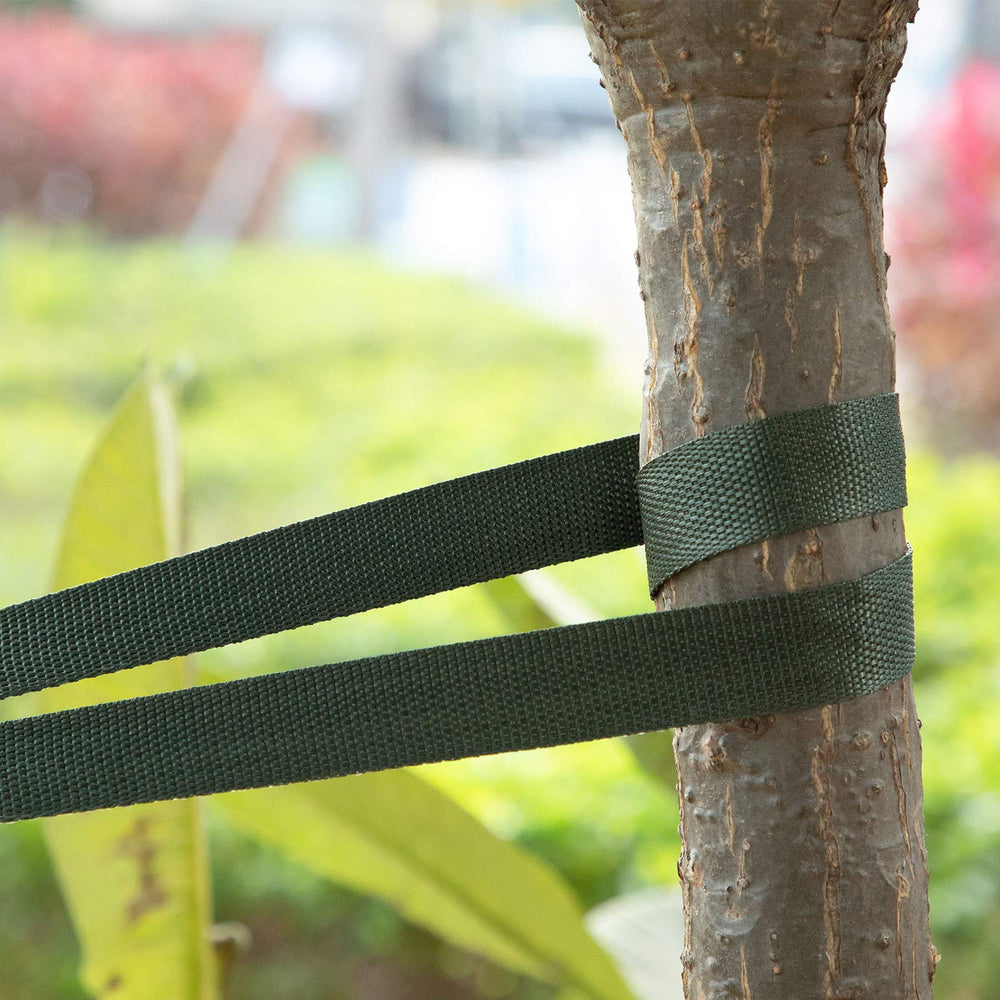 Shappy strap supporting a grafted branch for secure, gentle stabilization benefit