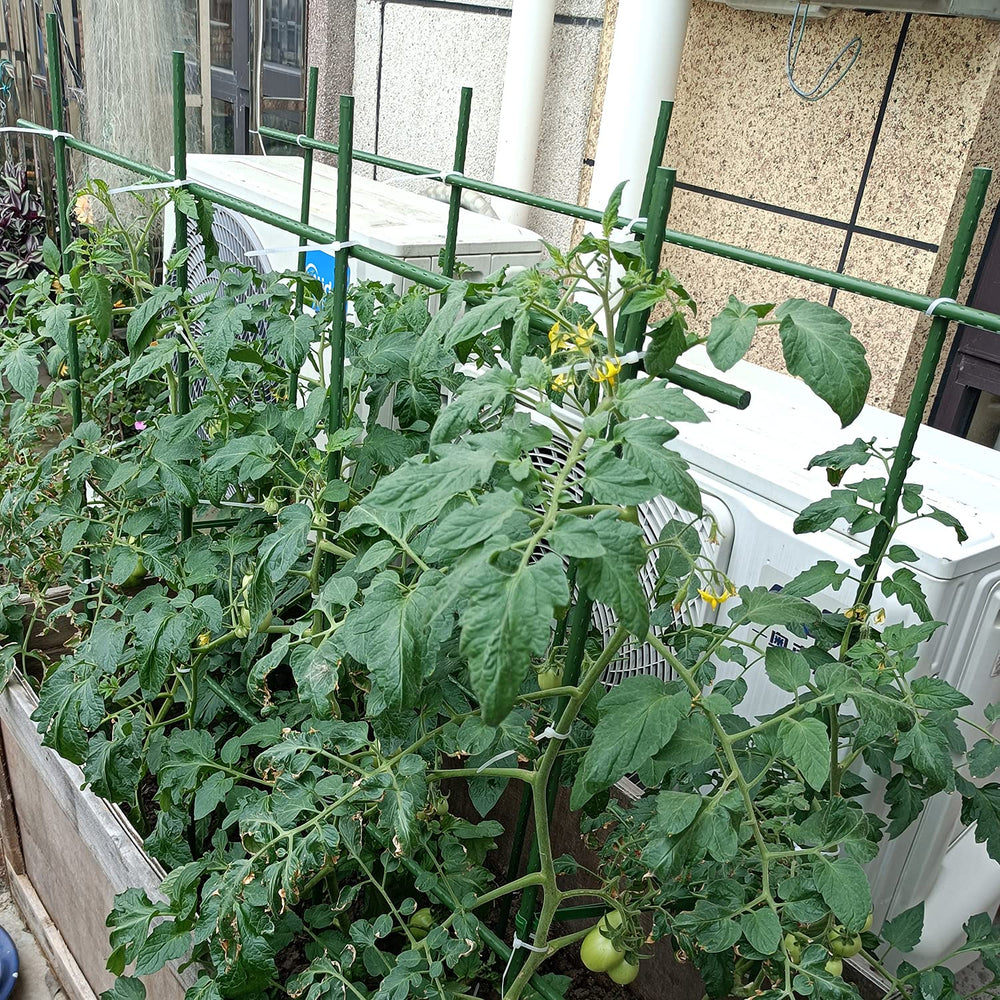 SHEEKI stakes installed in a potted tomato demonstrating stable support