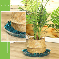 Shellwei saucers in use under indoor plant protecting furniture from water