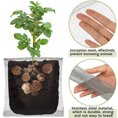 Shimeyao 1-gallon basket around root ball showing secure root protection