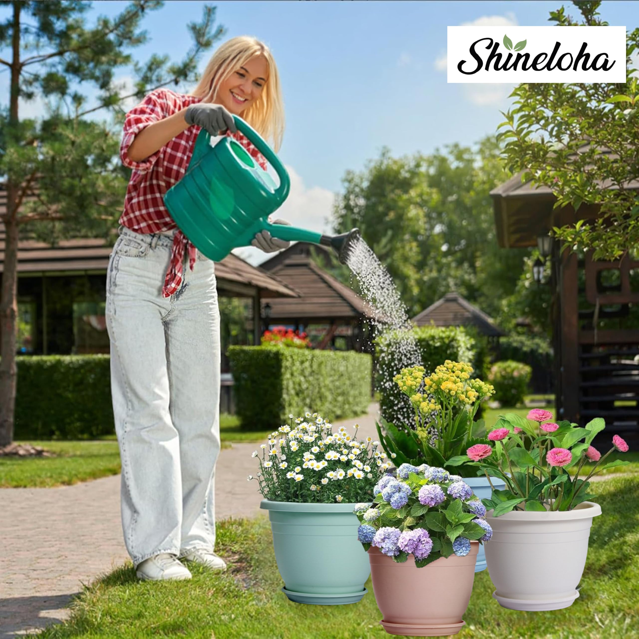 Shineloha size comparison with hand showing 12-inch scale for plant selection