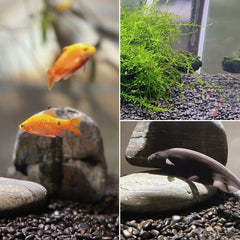 SHIZWU pebbles used as vase filler creating a neat decorative base