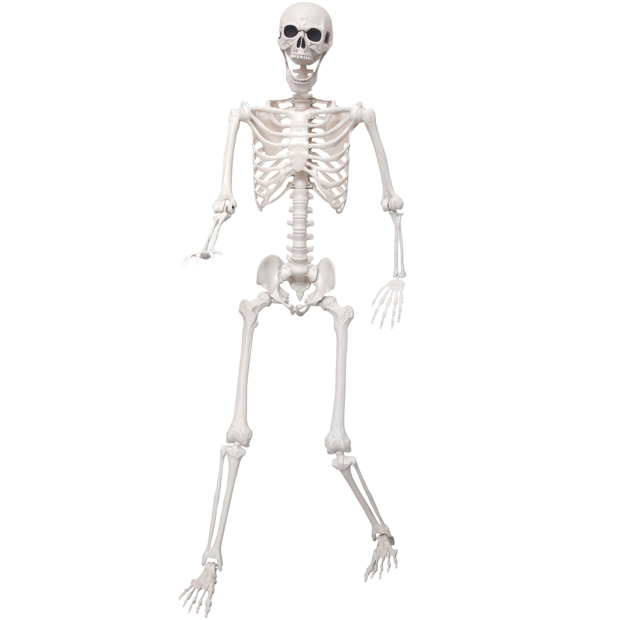 SHOCOSTO full front skeleton showing life-size presence and easy setup