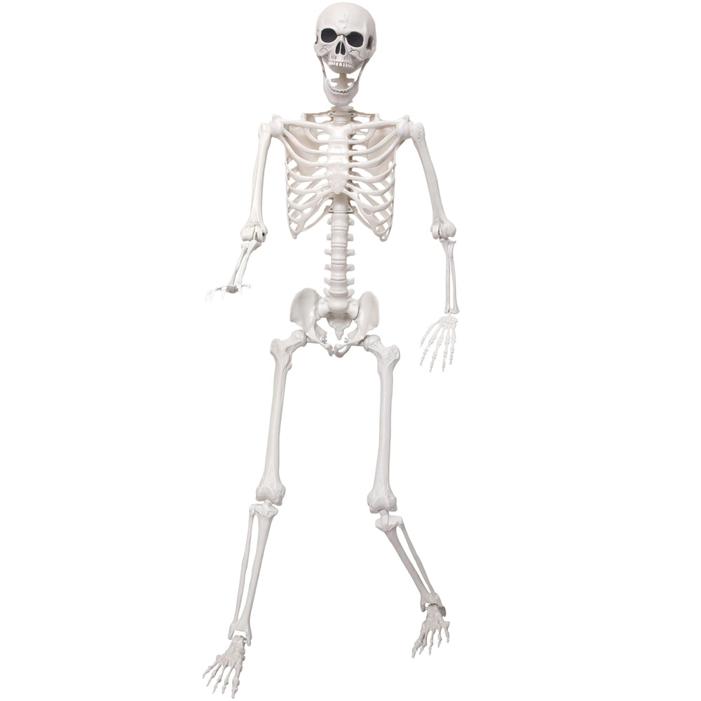 SHOCOSTO full front skeleton showing life-size presence and easy setup