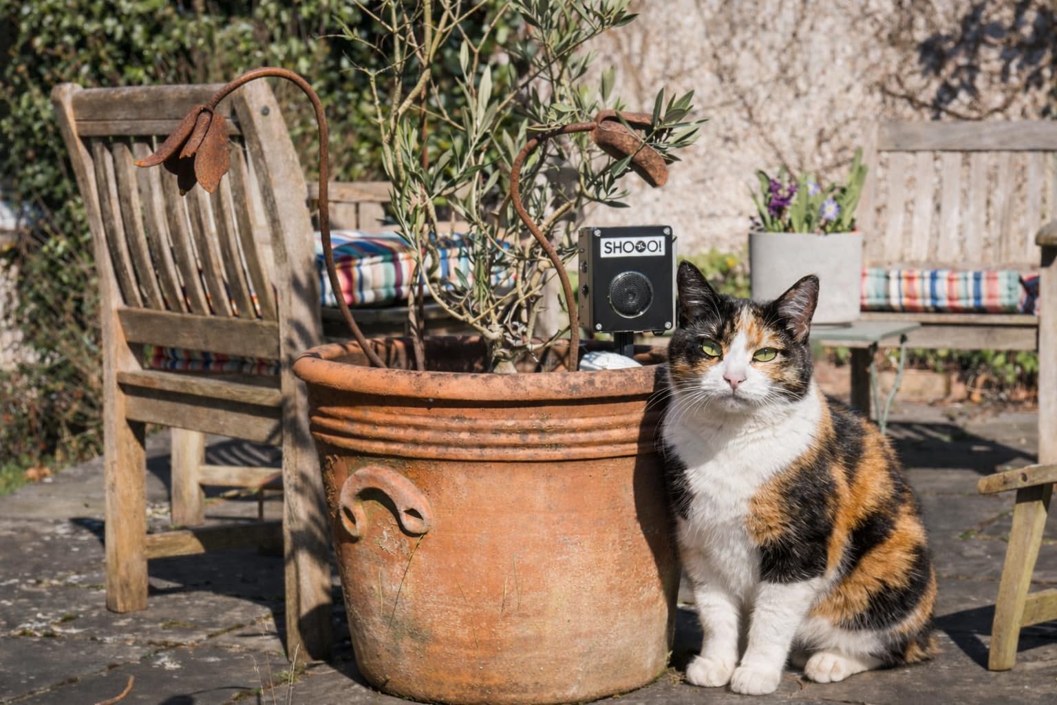 SHOOO in garden setting demonstrating humane bird deterrence