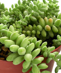 Shop Succulents Burrito Sedum detail showing fleshy leaves and attractive texture benefit