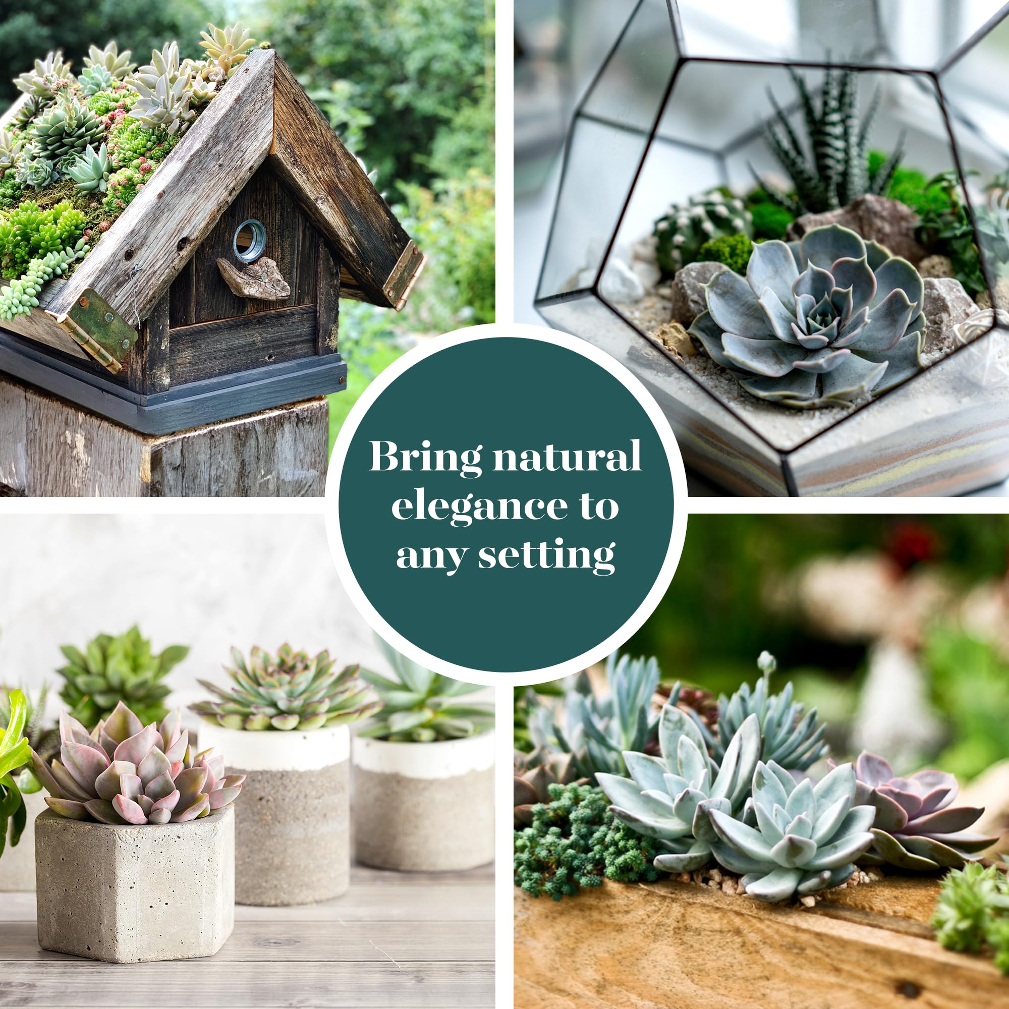 Shop Succulents care guide with QR code and label, offers easy plant identification