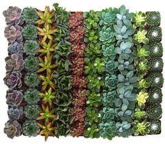 Shop Succulents close-up of succulent leaf texture highlighting healthy foliage