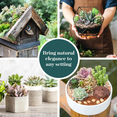 Shop Succulents close-up rosette texture revealing leaf detail and color for display ideas