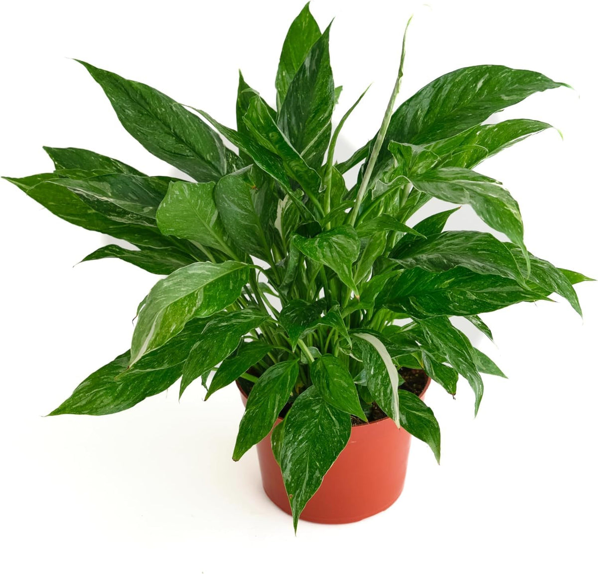 Shop Succulents Domino front view in 6-inch pot shows variegated leaves and elegant decor appeal