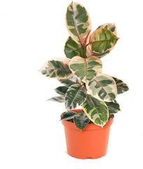Shop Succulents Ficus Tineke front view showing pink-green leaves and 6-inch pot, adds vibrant decor