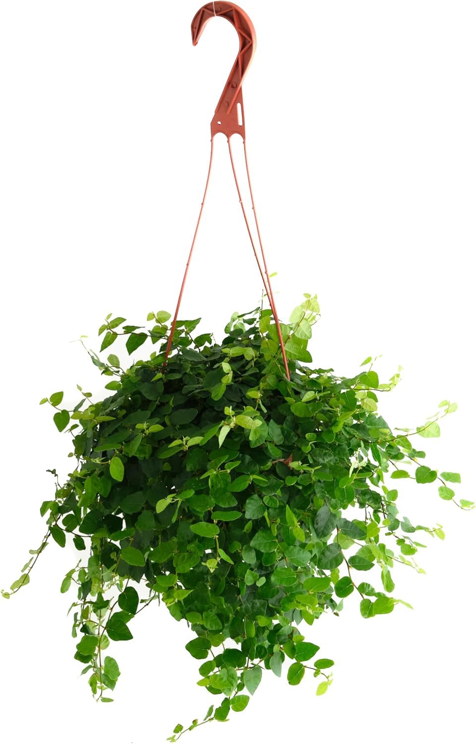 Shop Succulents Ficus Repens front view showing lush trailing foliage for decor