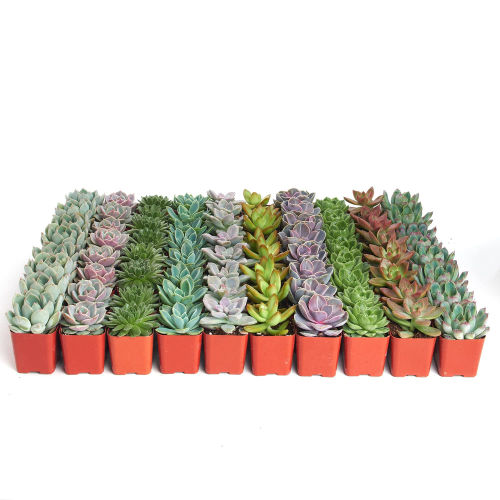 Shop Succulents front packaging showing retail-ready bulk rosette plants, gift-ready