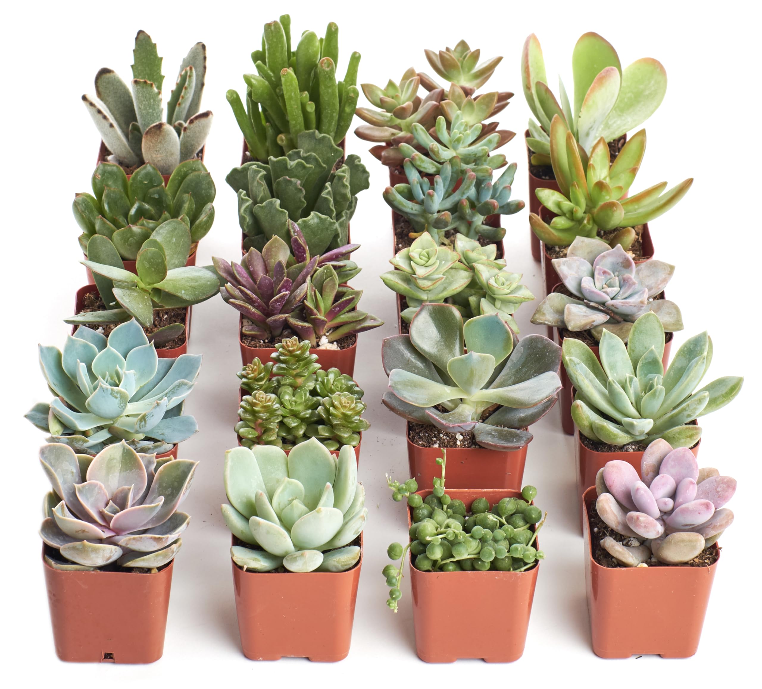 Shop Succulents front packaging showing 20 plants and gift-ready presentation