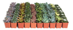 Shop Succulents front packaging showing 32 potted minis and gift-ready presentation