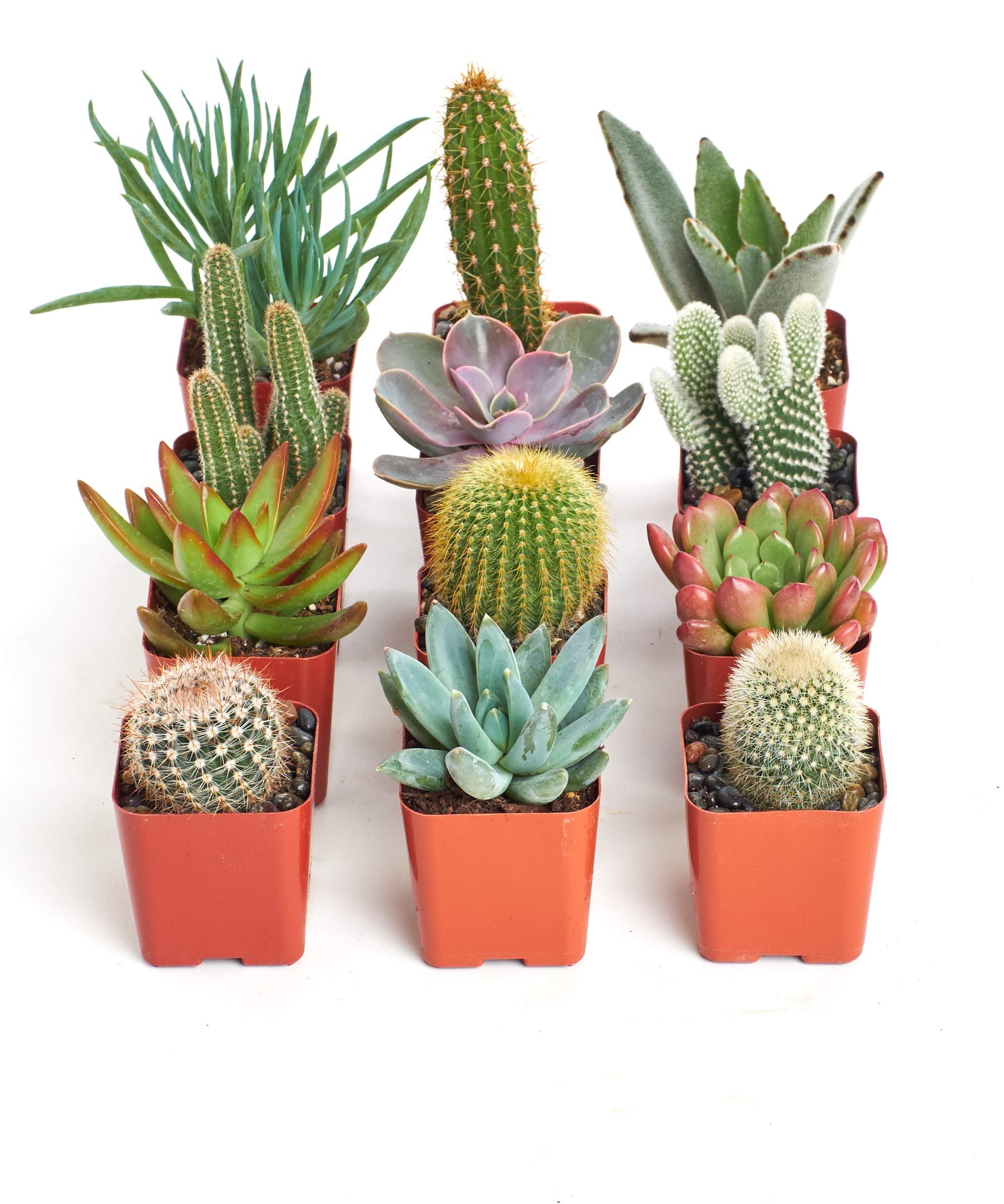 Shop Succulents front packaging showing 20-pc assortment and gift-ready presentation