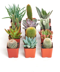 Shop Succulents front packaging showing 20-pc assortment and gift-ready presentation