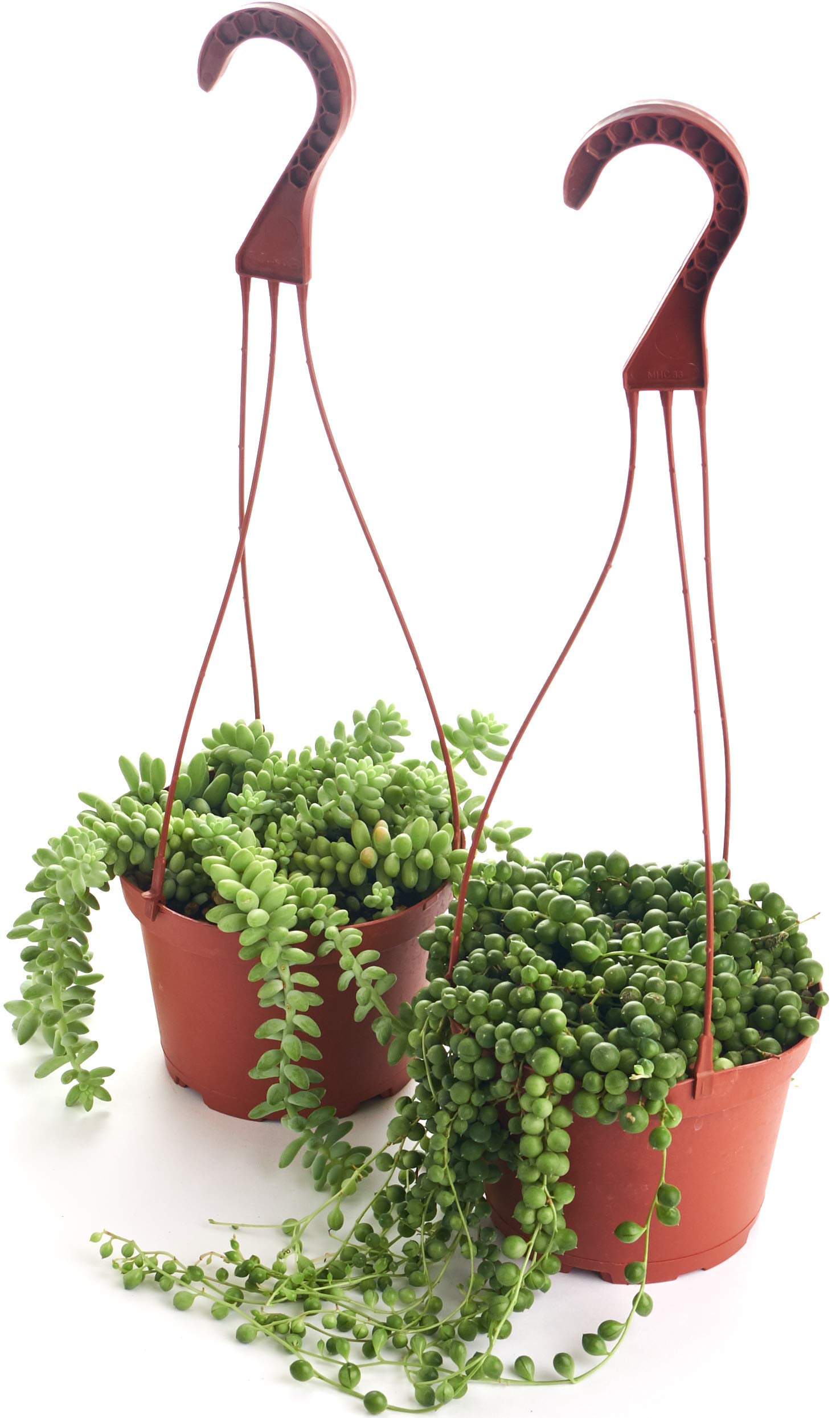 Shop Succulents front view of two 6-inch grow pots showing ready-to-display benefit