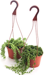 Shop Succulents front view of two 6-inch grow pots showing ready-to-display benefit