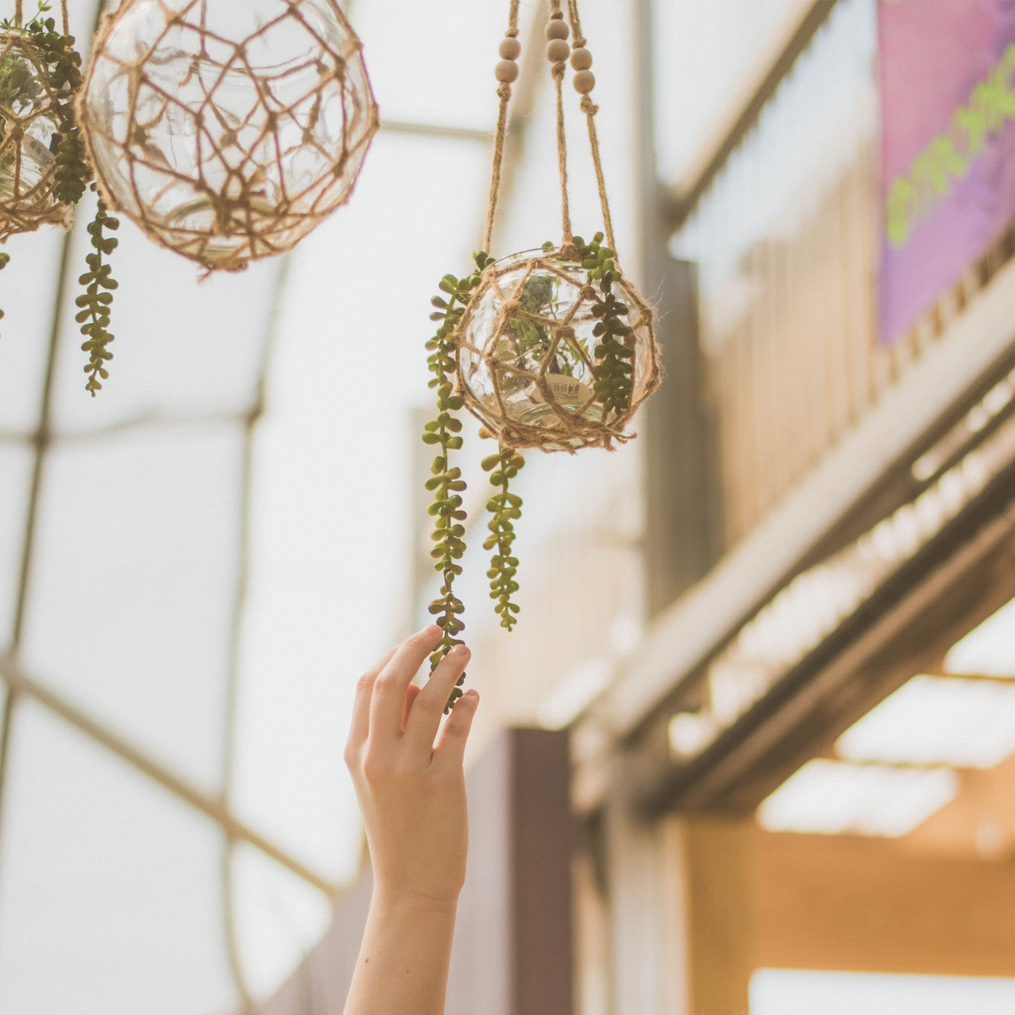 Shop Succulents hanging planter display with trailing succulents creating visual interest benefit
