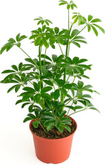 Shop Succulents Heptapleurum Arboricola front view showing glossy umbrella-like foliage and visual appeal