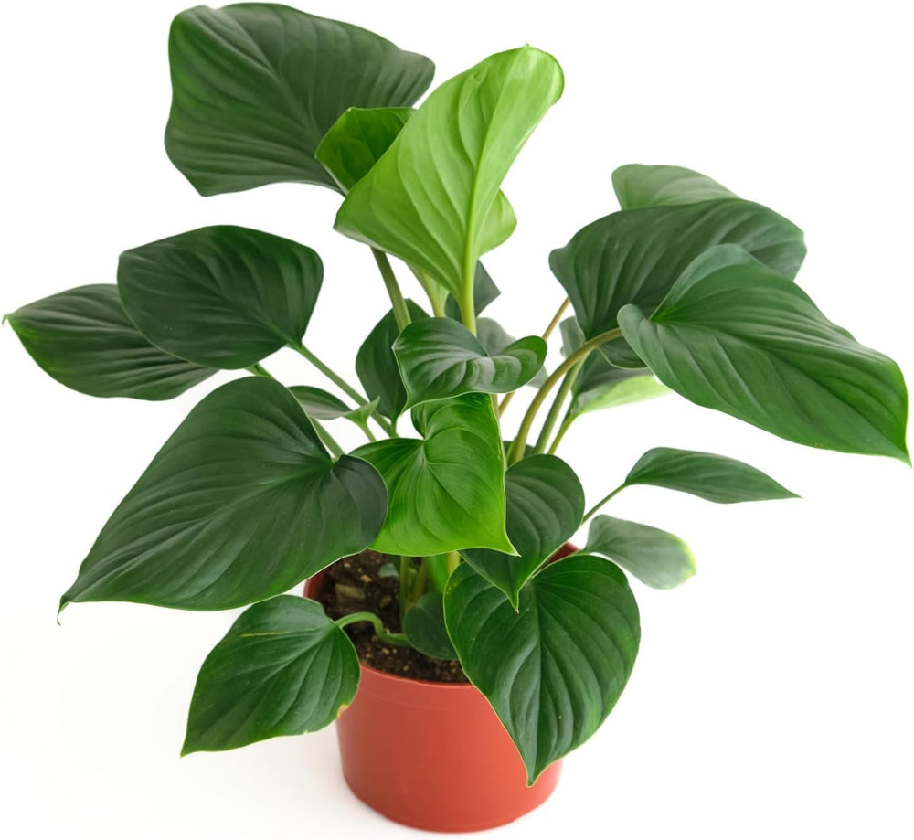 Shop Succulents Homelomena front view glossy leaves for striking decor