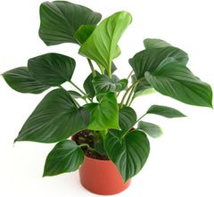Shop Succulents Homelomena front view glossy leaves for striking decor
