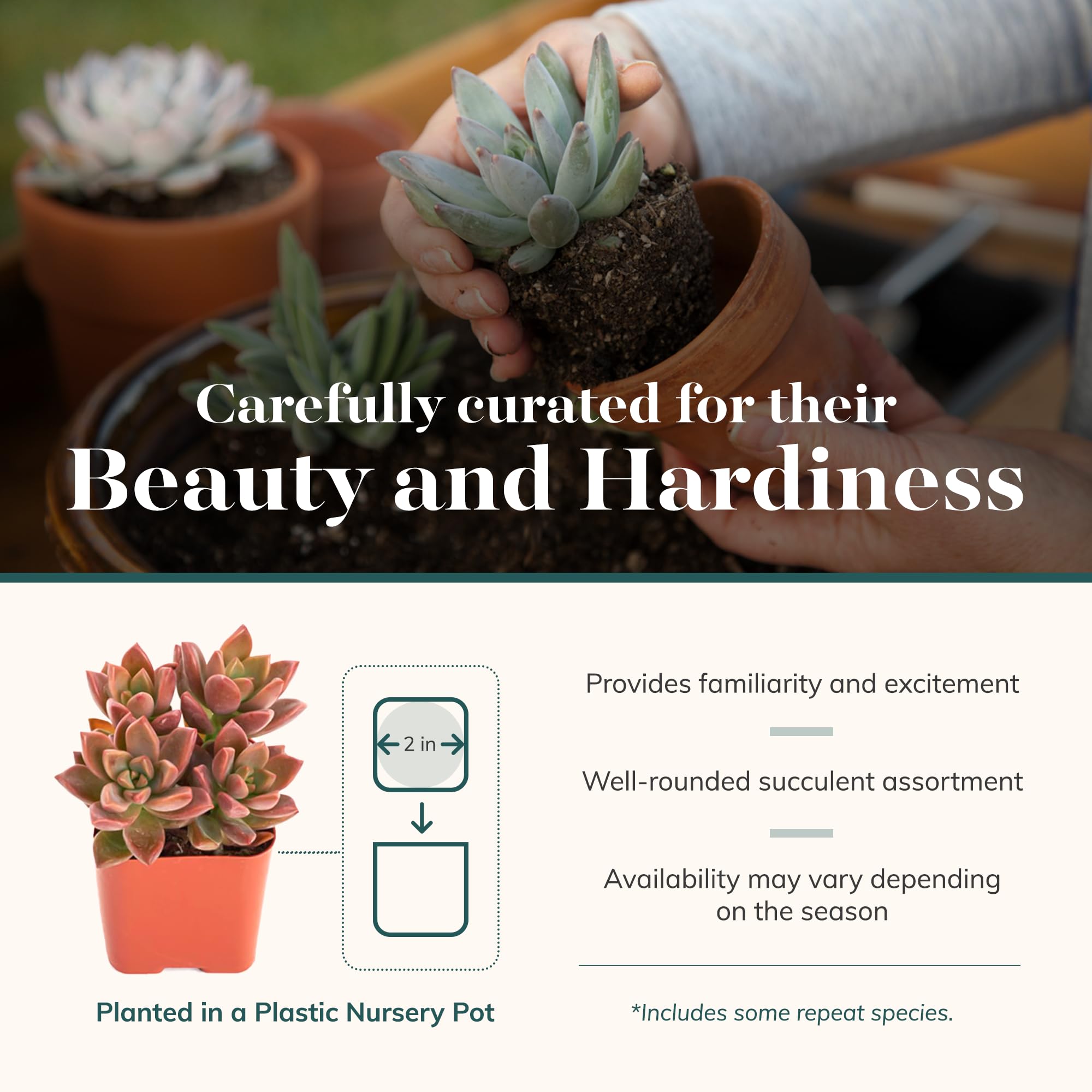 Shop Succulents mini succulents arranged as wedding table favors creating visual charm