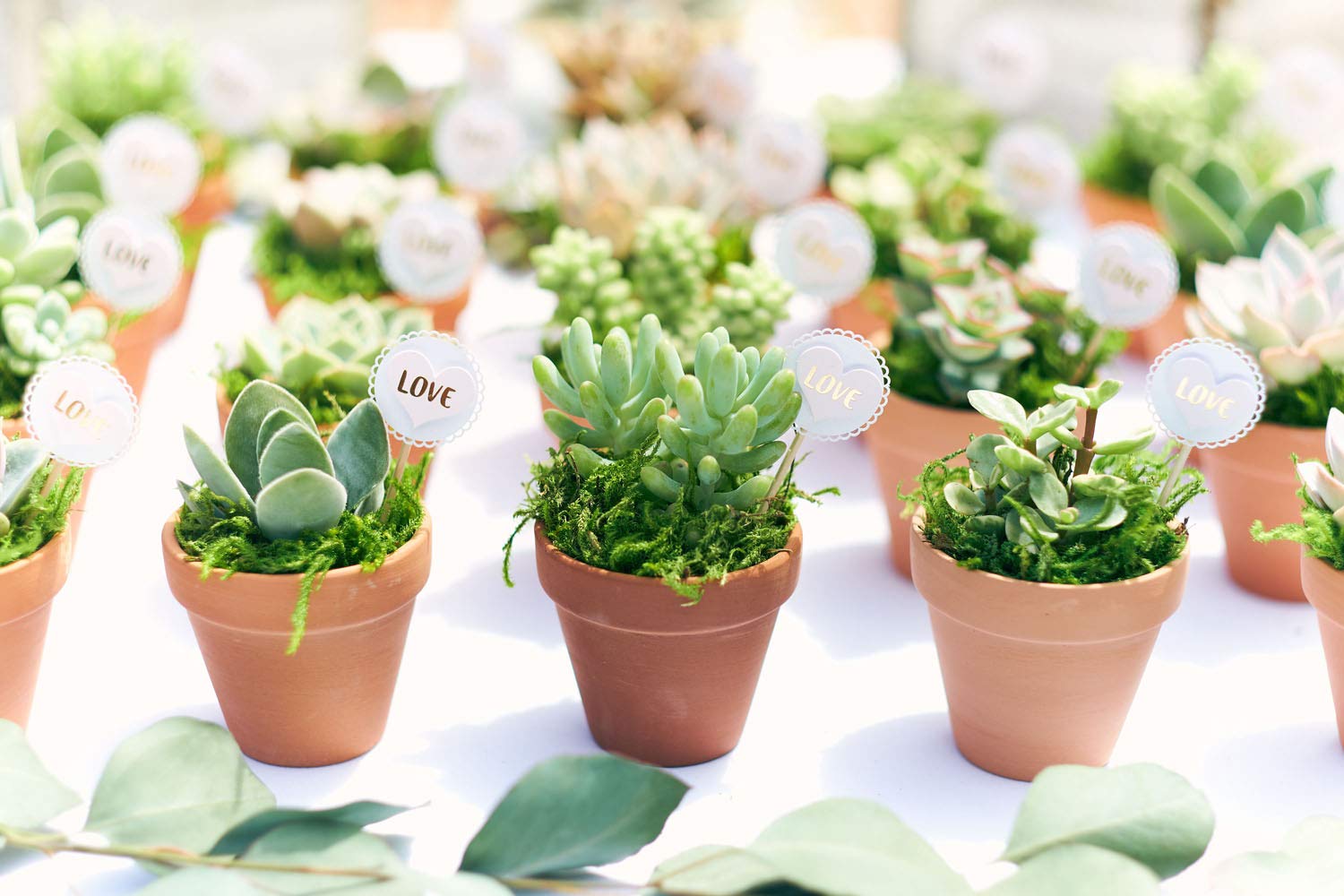 Shop Succulents styled table display of assorted succulents as event favors