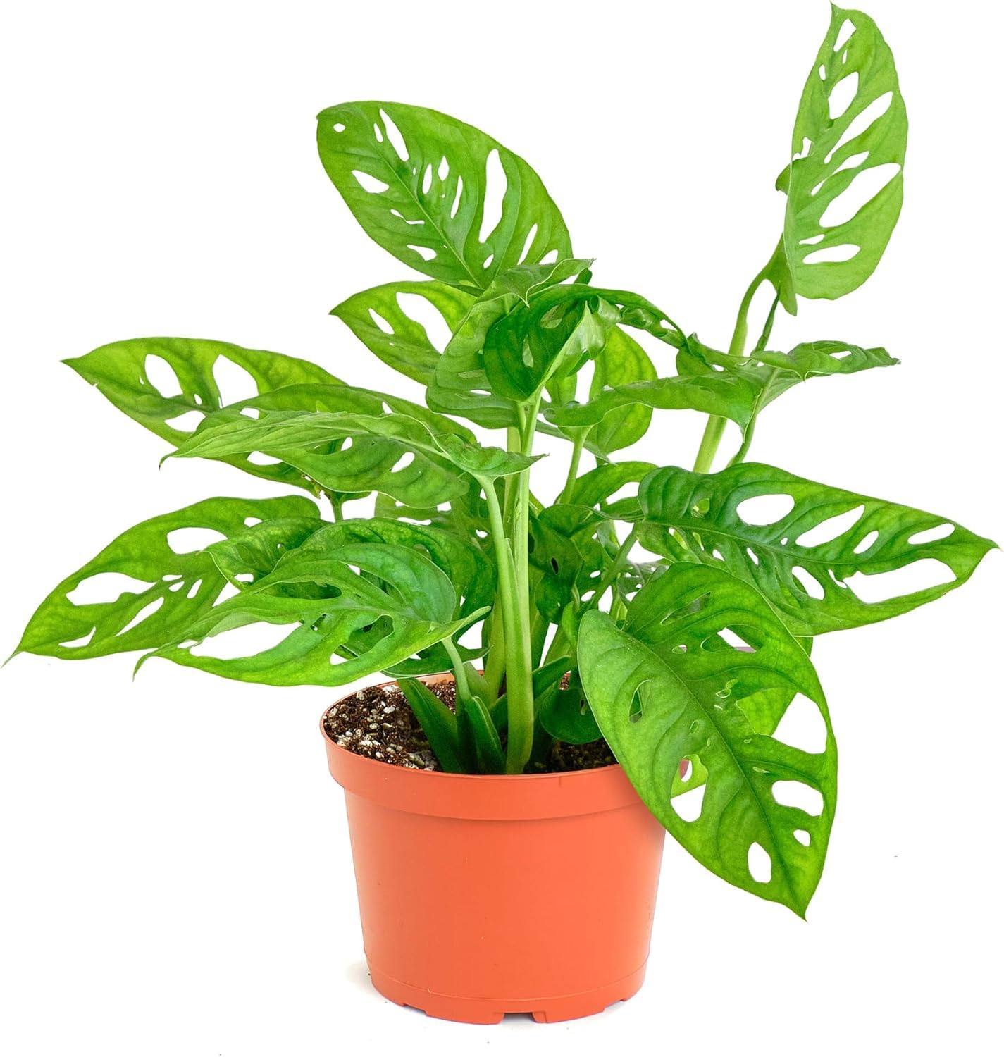 Shop Succulents Monstera Adansonii front view showing fenestrated leaves and decorative charm