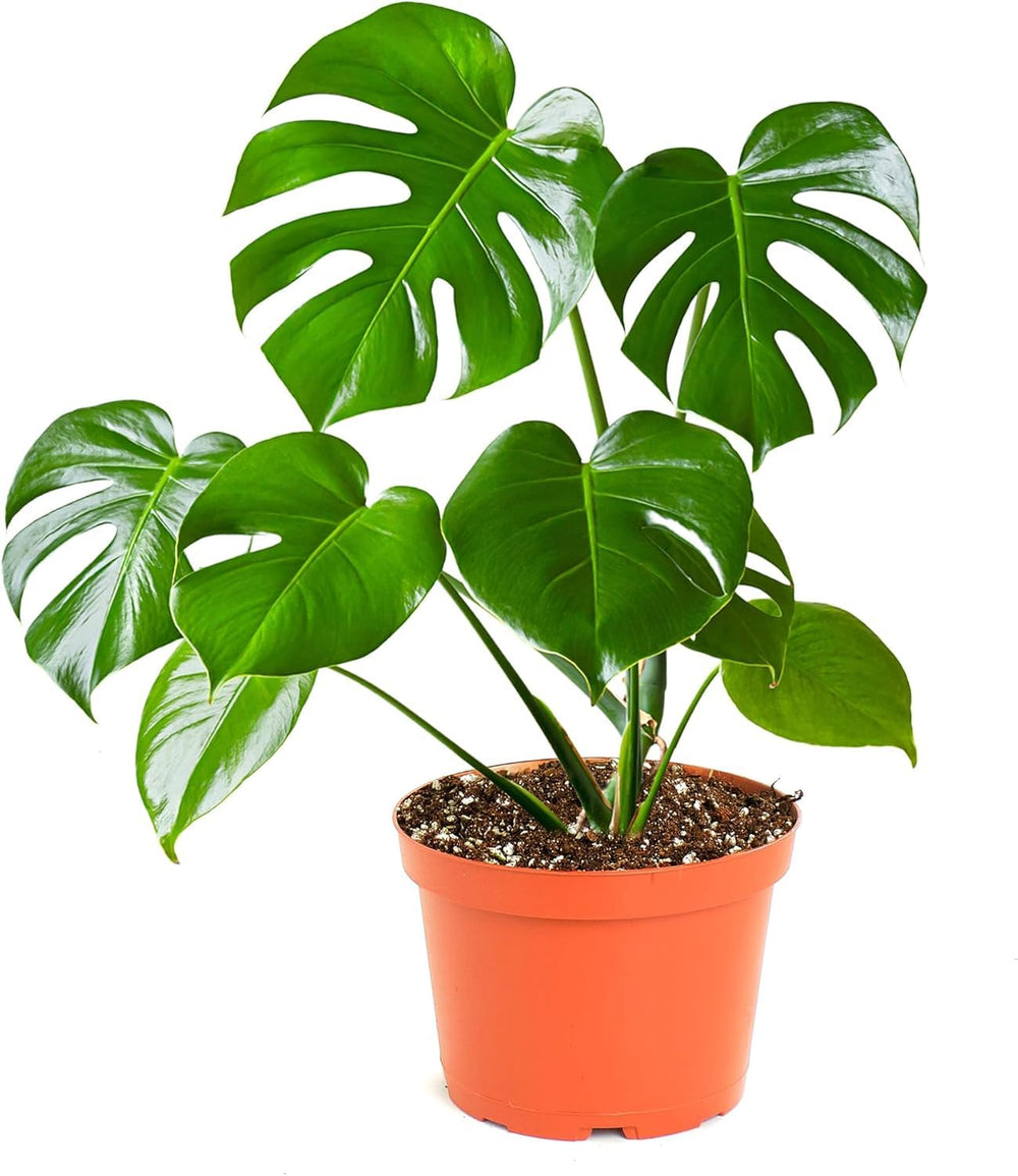 Shop Succulents Monstera Deliciosa front view showing glossy split leaves and instant tropical style