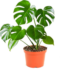 Shop Succulents Monstera Deliciosa front view showing glossy split leaves and instant tropical style