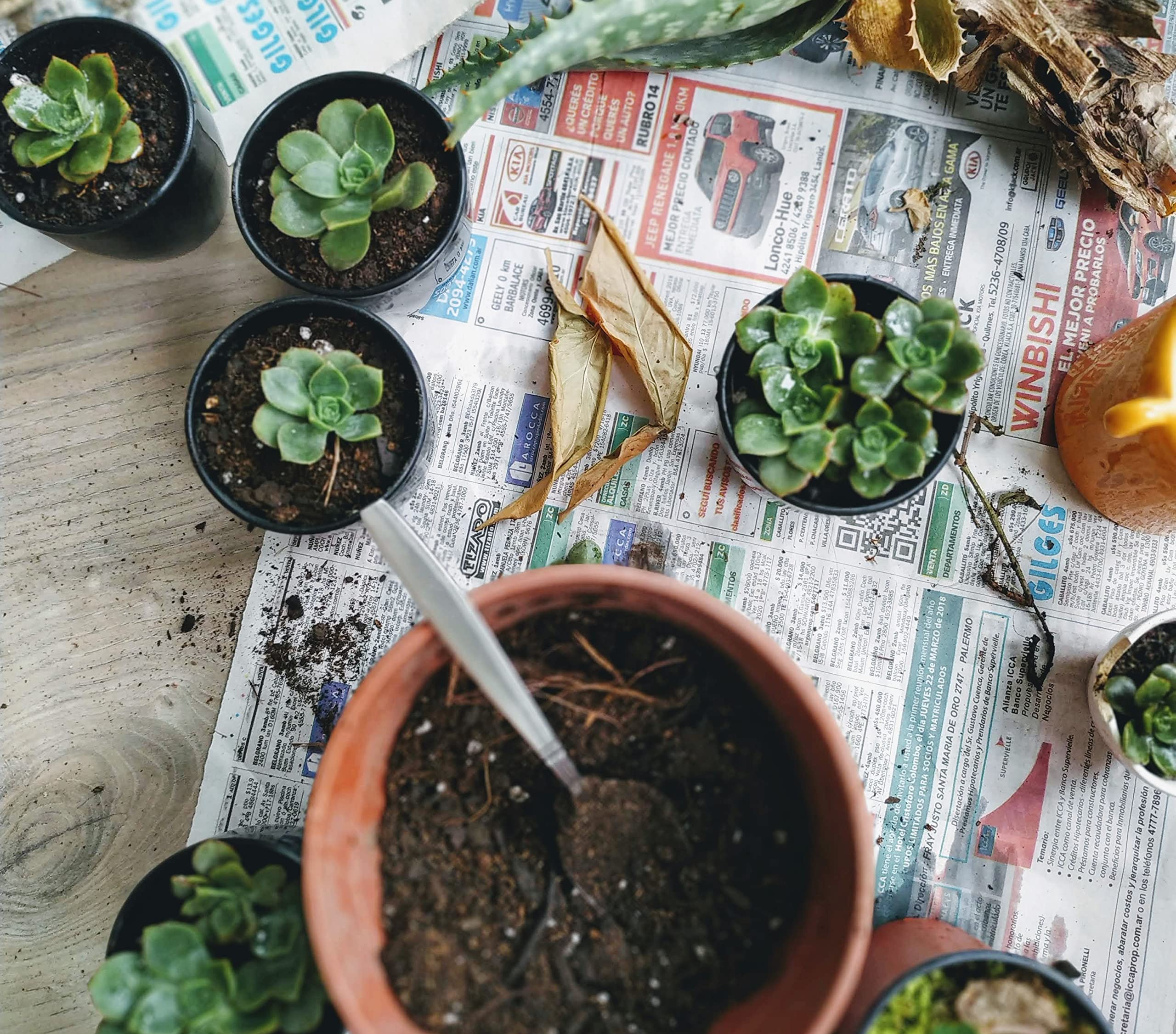 Shop Succulents retail packaging and care insert demonstrating ready-to-gift convenience benefit