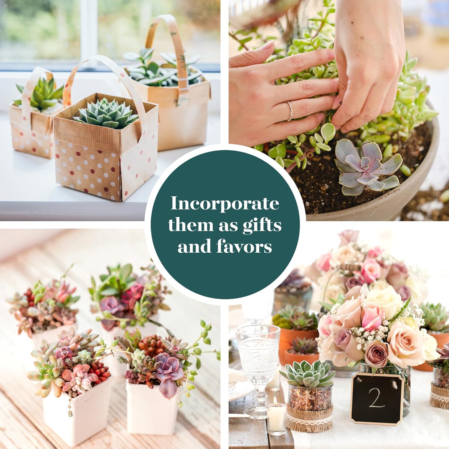 Shop Succulents close-up of pastel succulents highlighting leaf texture and gentle colors