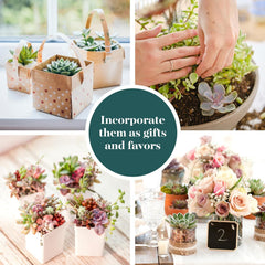 Shop Succulents close-up of pastel succulents highlighting leaf texture and gentle colors